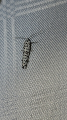 Yponomeuta strigillatus