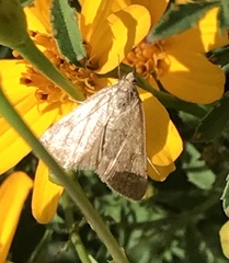 Pyraustini