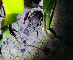 Rhinella humboldti