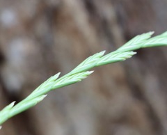 Lolium rigidum