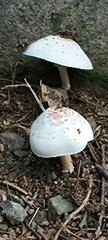 Leucoagaricus americanus