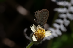 Leptotes pirithous