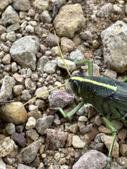 Schistocerca albolineata