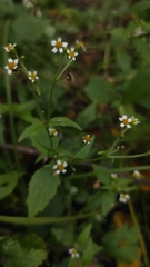 Galinsoga quadriradiata