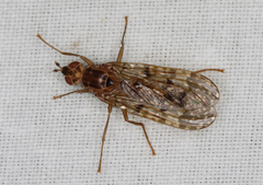 Pyrgotidae