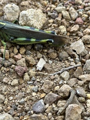 Schistocerca albolineata