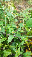 Galinsoga quadriradiata