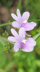 Nemesia denticulata