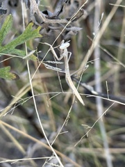 Schizomantodea