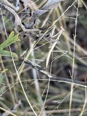 Schizomantodea
