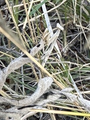 Schizomantodea
