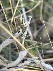 Schizomantodea