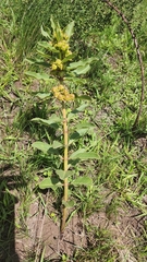 Xysmalobium undulatum