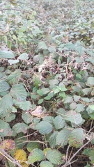 Rubus