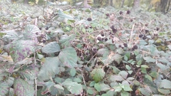Rubus
