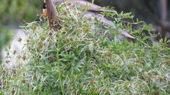 Clematis microphylla