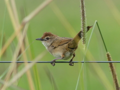 Cincloramphus timoriensis