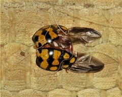 Harmonia vigintiduomaculata