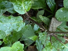 Solanum prinophyllum