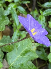 Solanum prinophyllum