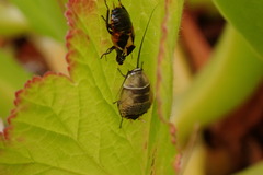 Ellipsidion australe