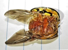 Harmonia vigintiduomaculata