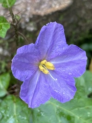 Solanum prinophyllum