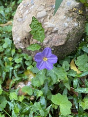 Solanum prinophyllum
