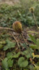 Geum aleppicum
