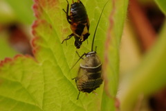 Ellipsidion australe