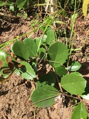 Maytenus procumbens