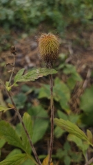 Geum aleppicum
