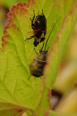 Ellipsidion australe