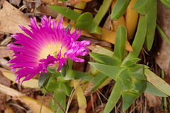 Carpobrotus rossii