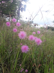 Mimosa quadrivalvis