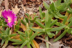 Carpobrotus rossii