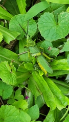 Taphronota calliparea