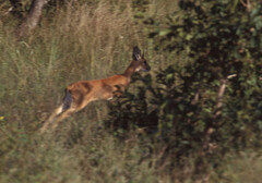 Raphicerus campestris