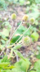 Geum aleppicum