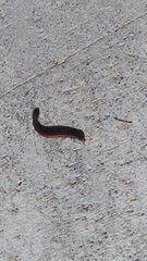 Parajulidae