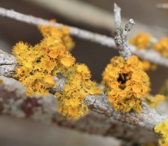 Teloschistes chrysophthalmus