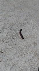 Parajulidae