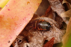 Ellipsidion australe