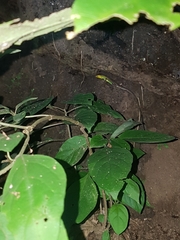 Cnemidophorus gaigei