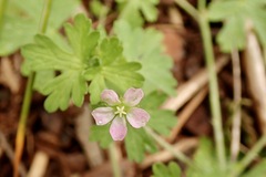 Geranium solanderi