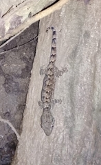 Thecadactylus rapicauda