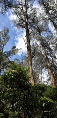 Eucalyptus obliqua