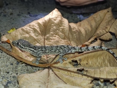 Thecadactylus rapicauda