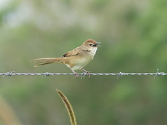 Cincloramphus timoriensis