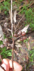Eucalyptus obliqua